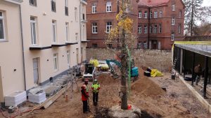 Pagalms būvniecības stadijā ar jauniestādītu ginka koku centrā. Trīs strādnieki apspriež koka novietojumu starp gaišu un sarkanu ķieģeļu ēku.