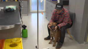Vīrietis ar keponu sēž veterinārajā klīnikā pie slimojoša brūna suņa ar uzpurni, kuram tiek ievadīta intravenoza sistēma.