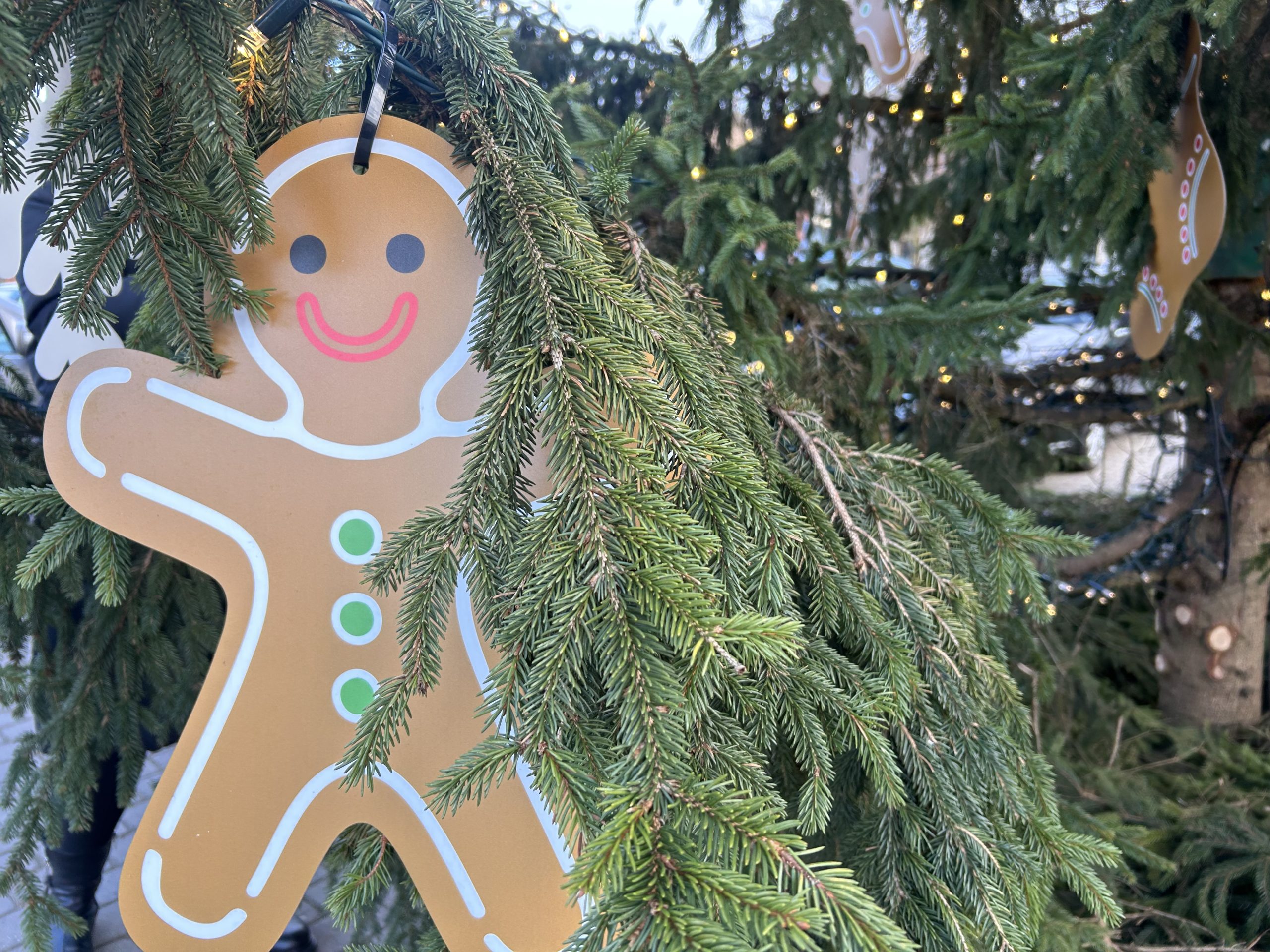 Ziemassvētku piparkūku figūra kā eglītes rotājums starp egļu zariem.