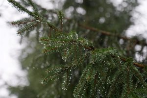 Egles zars ar lietus pilieniem tuvplānā drūmā ziemas dienā.