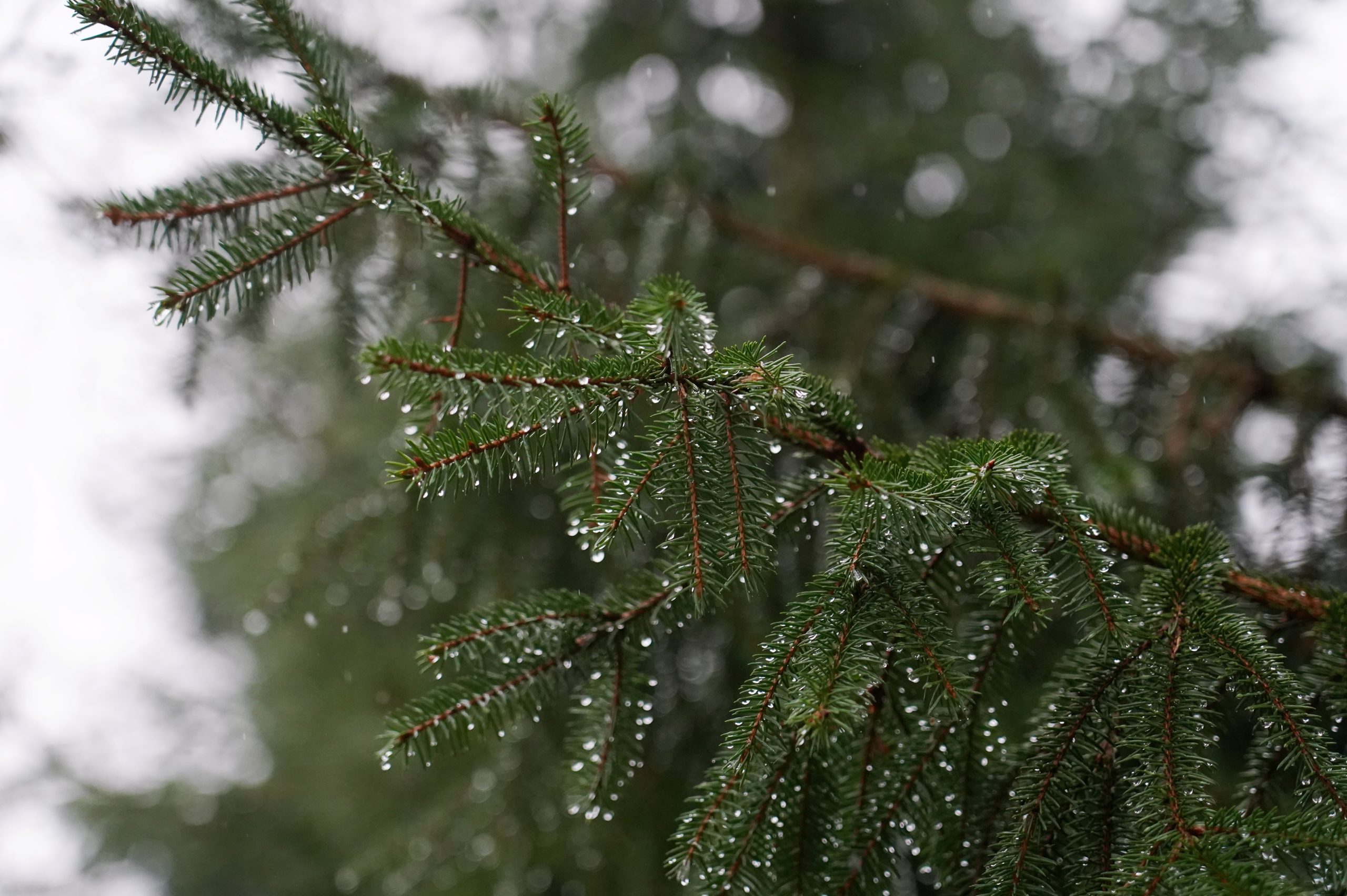 Egles zars ar lietus pilieniem tuvplānā drūmā ziemas dienā.