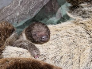 Slinka mazulis guļ, piekļāvies pie mātes kažoka.