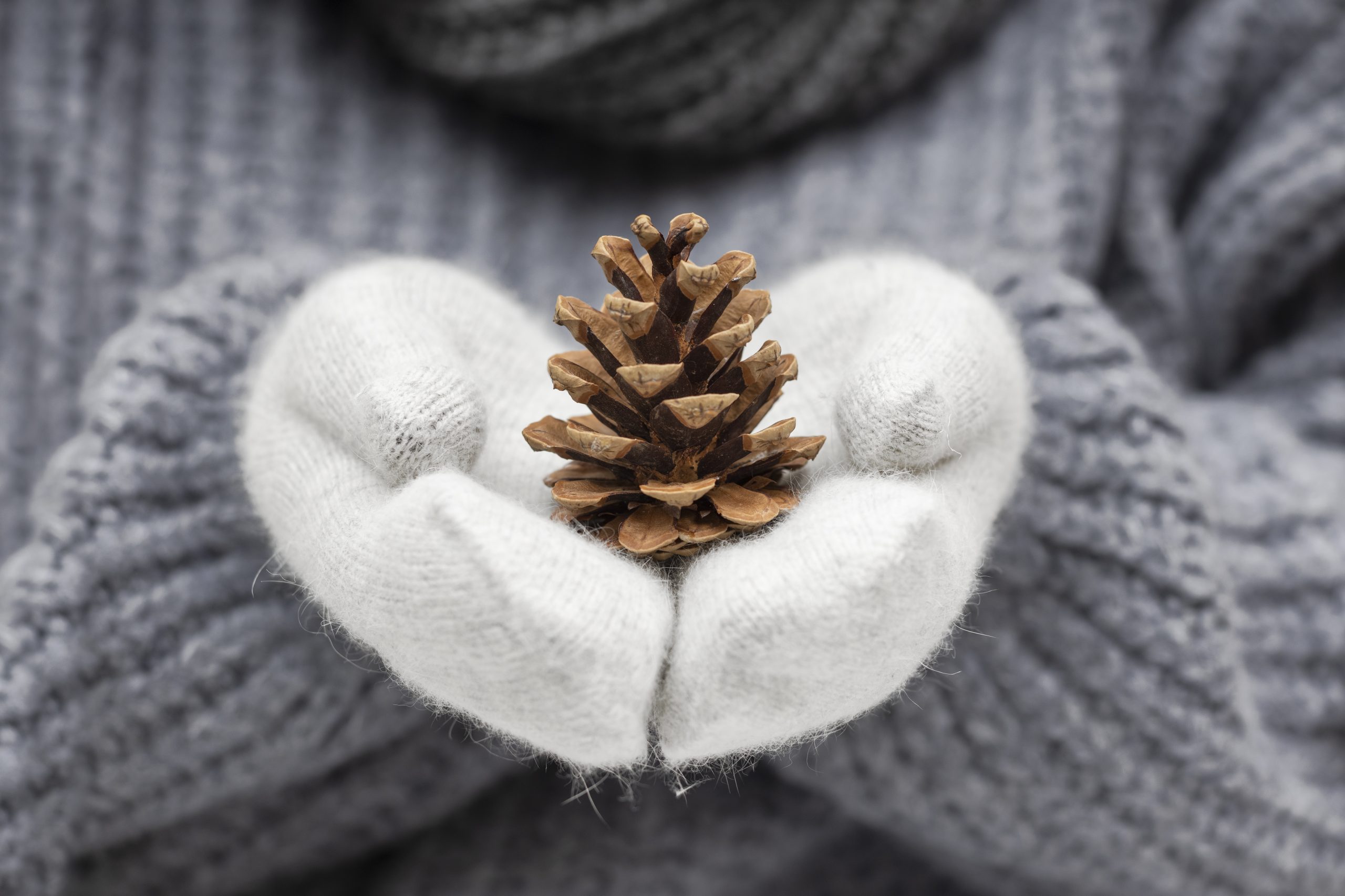 Rokās cimdos turēts egles čiekurs ziemas noskaņā.