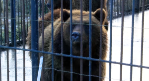 Lāči aiz metāla žoga voljērā, skatās kameras virzienā
