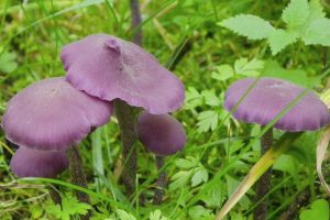 Violetas sēnes mežā starp zāli un sūnām