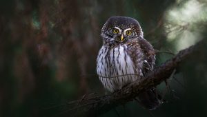 Apodziņš (Glaucidium passerinum) vecā mežā – 2026. gada putns Latvijā