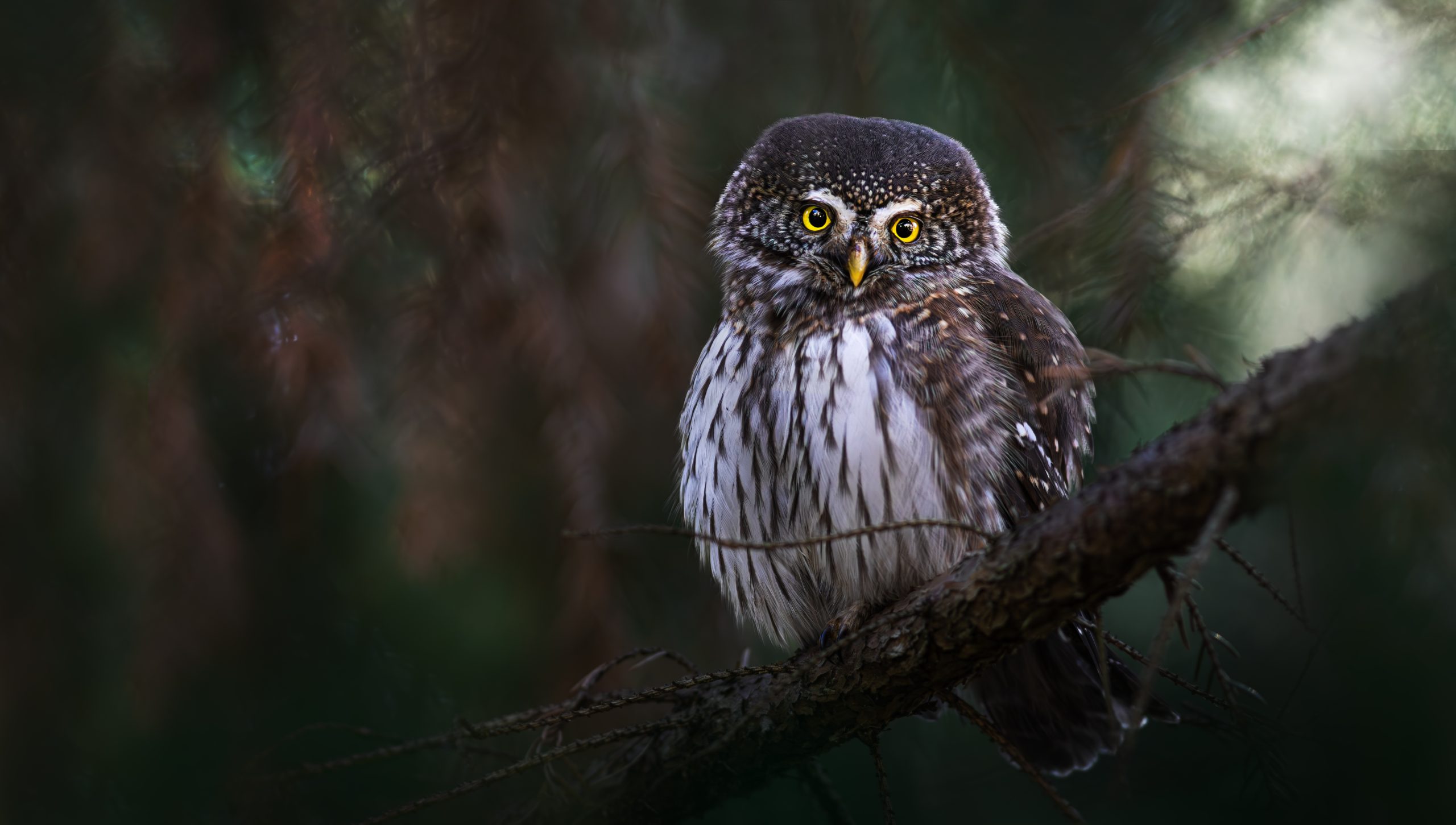 Apodziņš (Glaucidium passerinum) vecā mežā – 2026. gada putns Latvijā