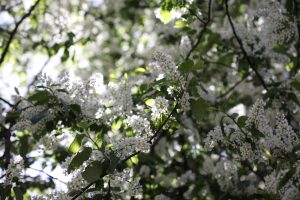 Parastās ievas (Prunus padus) ziedi saules gaismā, baltas ziedkopas starp zaļām lapām.