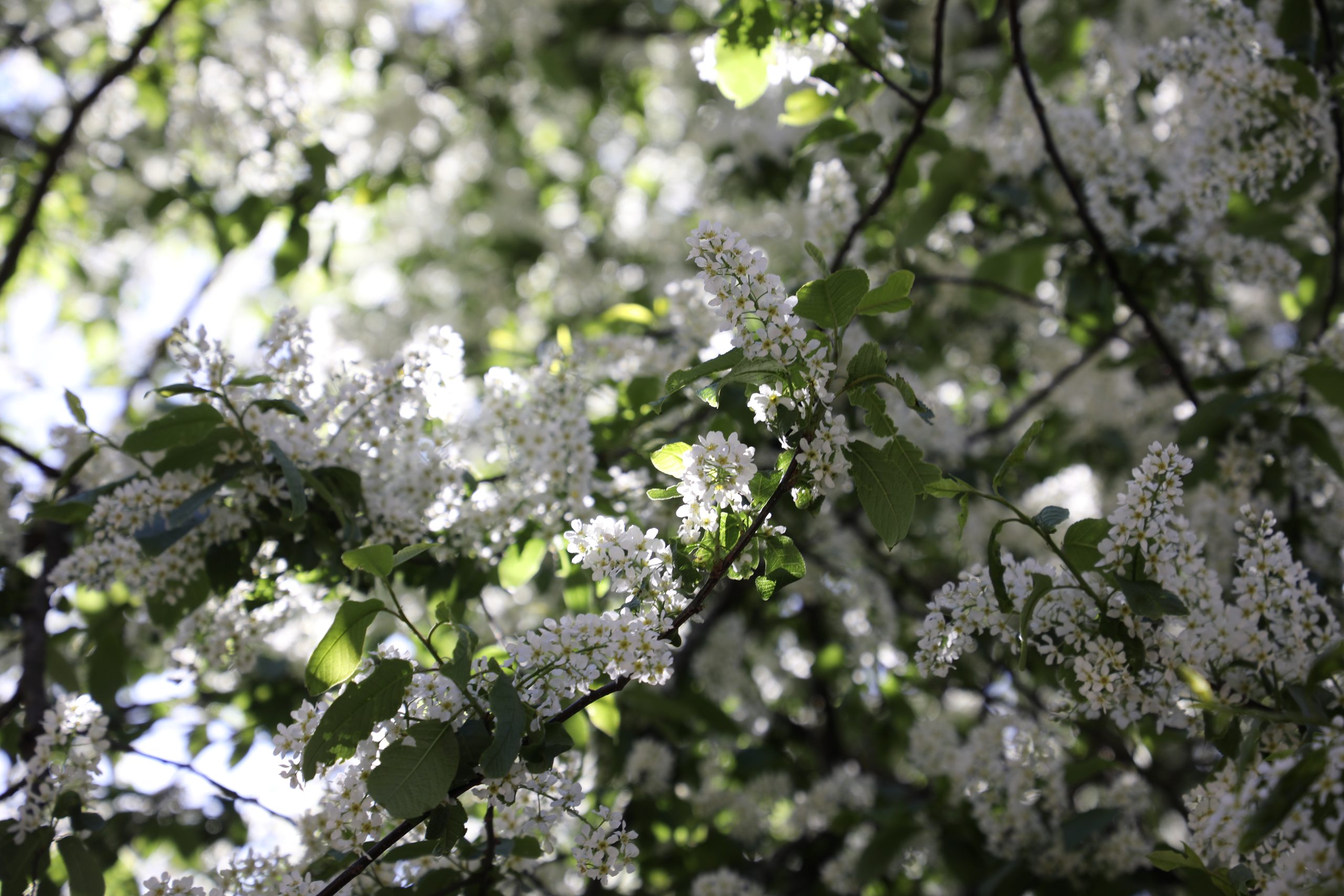 Parastās ievas (Prunus padus) ziedi saules gaismā, baltas ziedkopas starp zaļām lapām.