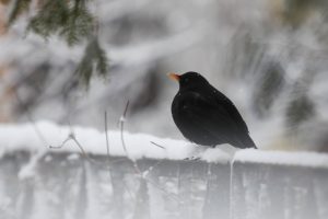 Melnais strazds uz sniegotas virsmas