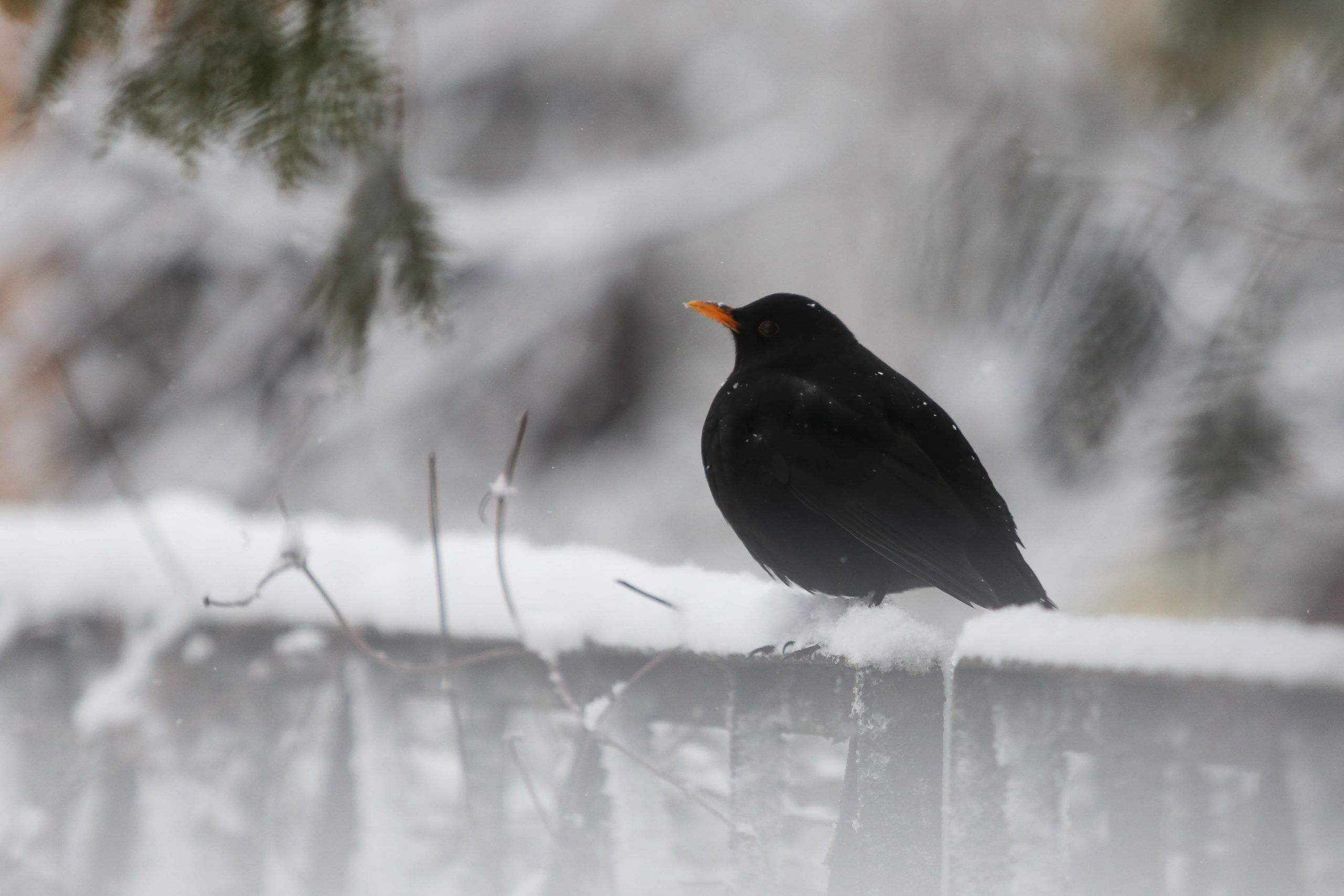 Melnais strazds uz sniegotas virsmas