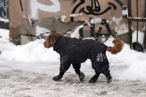 Suns ziemas kombinezonā un zābaciņos pastaigājas pa apledojušu ietvi sniegputenī.