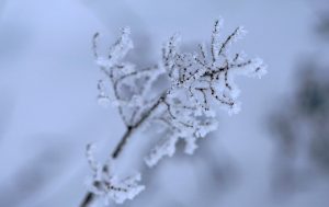 Apsnidzis augs ar sarmu ziemas aukstumā.