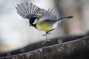 Zīlīte nolaižas uz koka zara ziemā