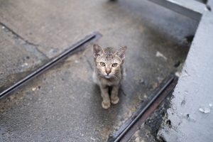 Kaķis skatās kamerā pilsētvidē uz betona seguma