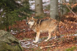 Vilks mežā ziemas apstākļos Jēkabpils novadā, kur pieaug vilku uzbrukumu risks medību suņiem