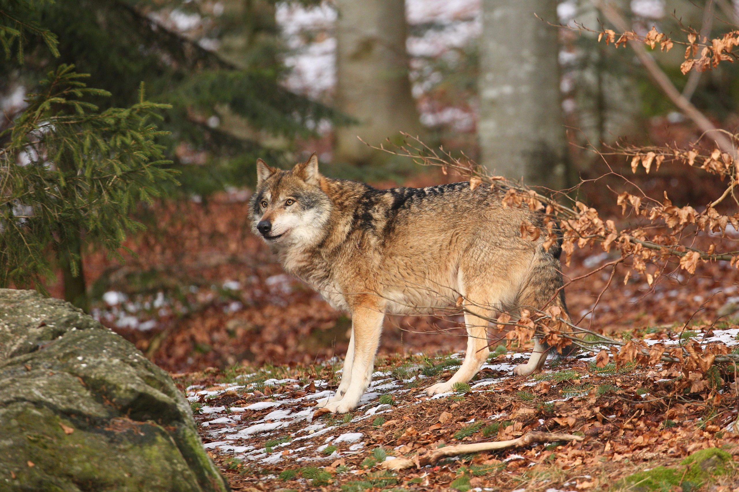 Vilks mežā ziemas apstākļos Jēkabpils novadā, kur pieaug vilku uzbrukumu risks medību suņiem