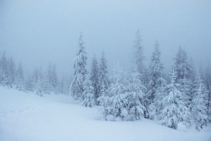 Apsnidzis egļu mežs miglainā ziemas dienā