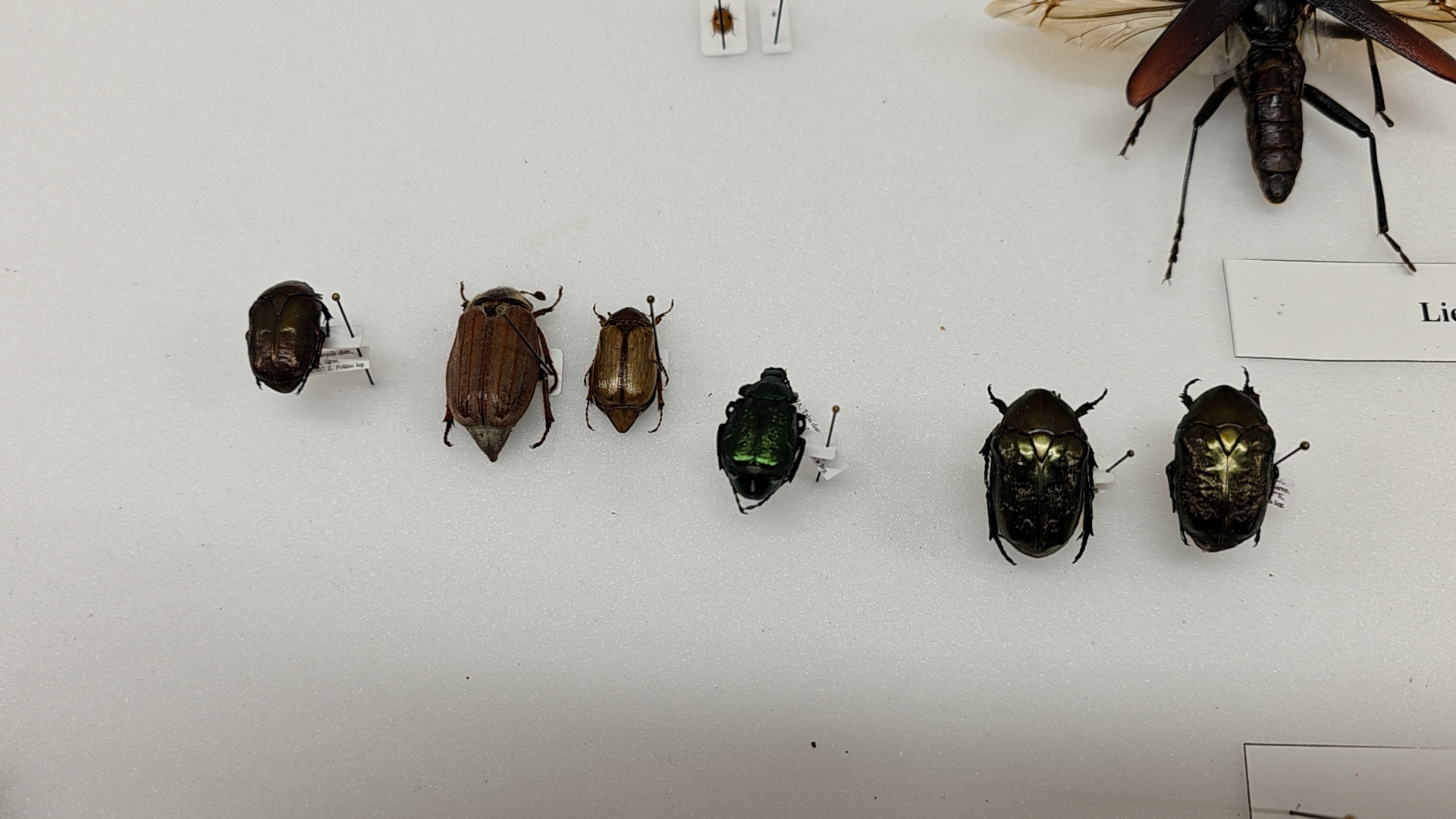 Entomoloģiskā kolekcija ar lapkoku praulgrauža un blāvā praulgrauža paraugiem.
