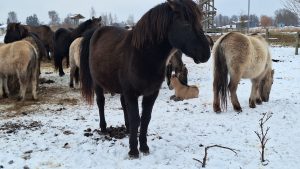 Savvaļas zirgs sniegā Jelgavas Pilssalā ar baru fonā