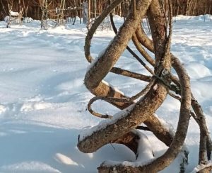 Ziemā sniegā augošs formēts koks Cīravas mēbeļu audzētavā, kas veidots krēsla formā.