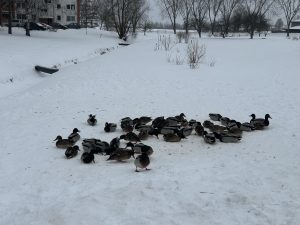 Pīļu bars sniegotā parkā pie aizsalušas ūdenstilpnes ziemas laikā.