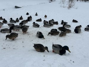 Savvaļas pīles pulcējušās sniegotā parkā ziemas laikā.