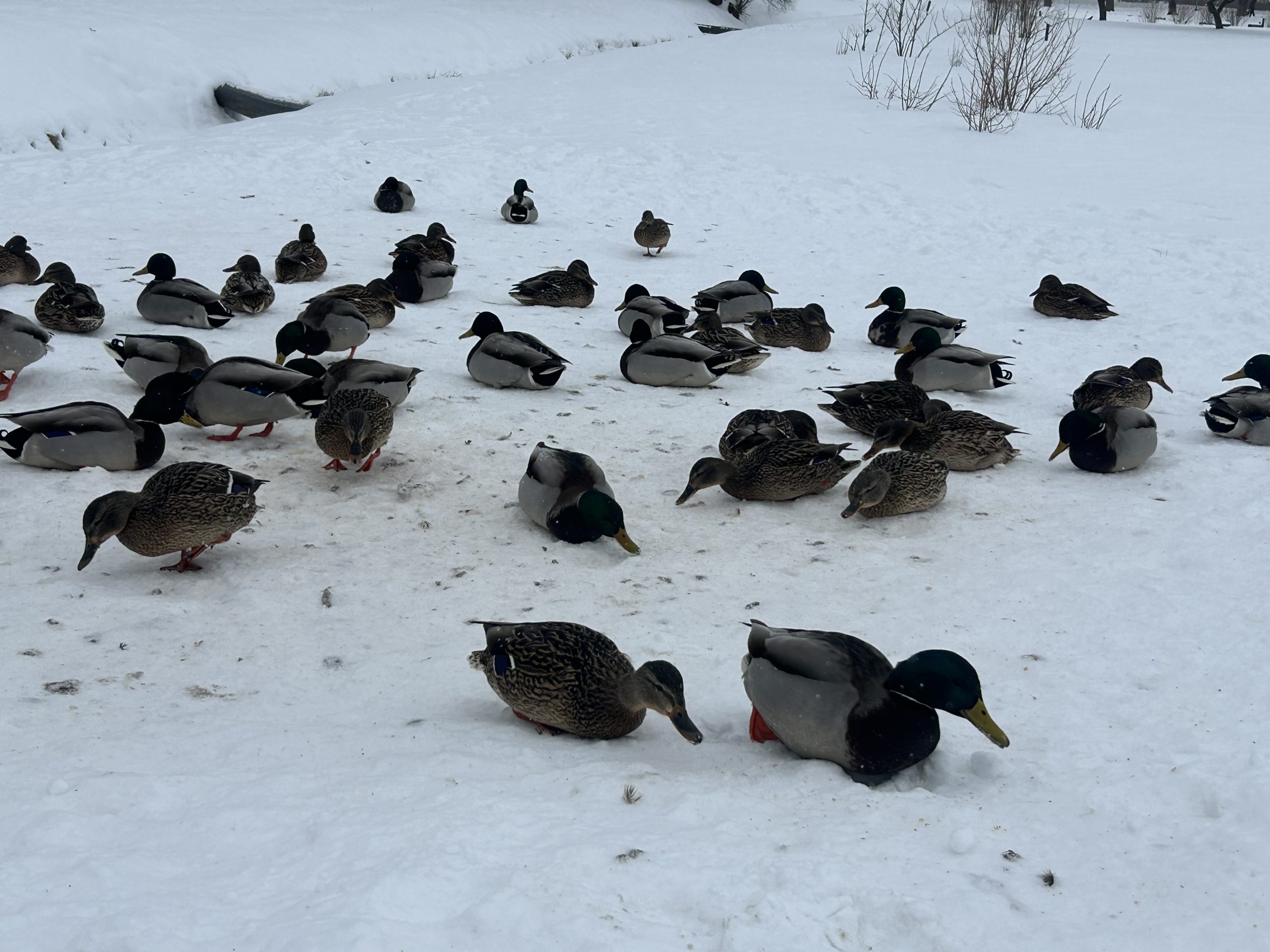 Savvaļas pīles pulcējušās sniegotā parkā ziemas laikā.