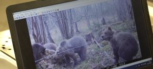 Brūnie lāči mežā, fiksēti ar novērošanas kameru