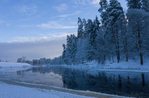 Ziemas ainava ar sniegotiem kokiem Ogres upes krastā, upe daļēji klāta ar ledu.