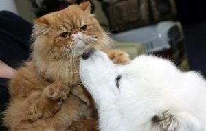 Kaķis un suns veterinārārsta apmeklējuma laikā, dzīvnieku veselības aprūpes situācija.