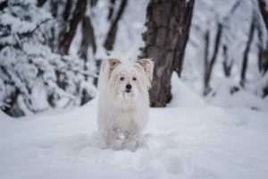 Balts, garspalvains suns stāv sniegā ziemas mežā.