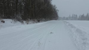 Sniegots grants ceļš pie meža Bauskas novadā