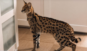 Servals ar plankumainu kažoku stāv iekštelpās pie durvīm.