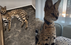 Servals Zazu guļ uz grīdas un sēž uz dīvāna pēc atgriešanās mājās Saldū.