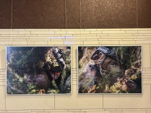 Izstādē pie sienas izvietotas fotogrāfijas ar maskētiem karavīriem mežā.