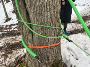 Pie koka stumbra piestiprinātas caurulītes koku sulas savākšanai mežā.