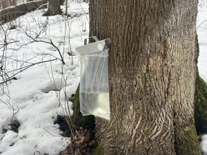 Pie koka stumbra piestiprināts caurspīdīgs trauks sulas savākšanai pavasarī.