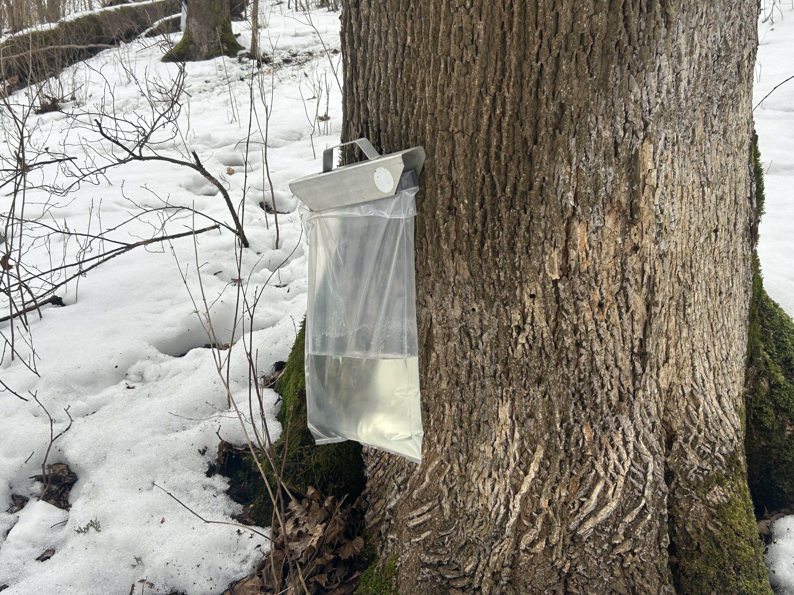 Pie koka stumbra piestiprināts caurspīdīgs trauks sulas savākšanai pavasarī.