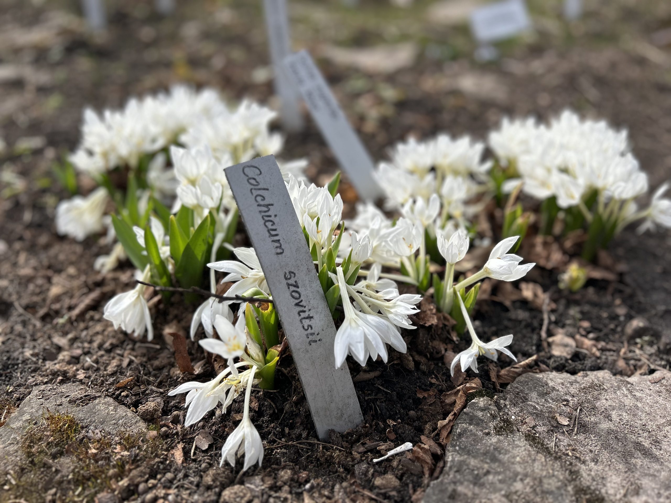 Balti pavasara ziedi akmens dārzā ar augu nosaukuma zīmi “Colchicum szovitsii”.