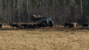 Taurgovju ganāmpulks Ķemeru Nacionālajā parkā pie traktora