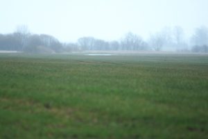 Ziemāju lauks agrā pavasarī miglā