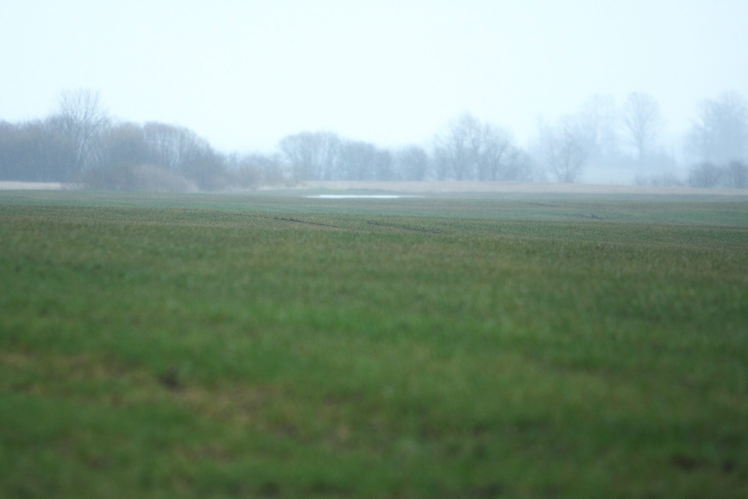 Ziemāju lauks agrā pavasarī miglā