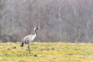 Dzērve stāv pļavā dabā ar izstieptu kaklu