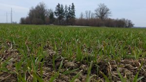 Zaļojošs lauks ar jaunajiem kultūraugiem agrā pavasarī
