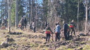 Cilvēki mežā piedalās koku stādīšanas talkā ar stādu konteineriem