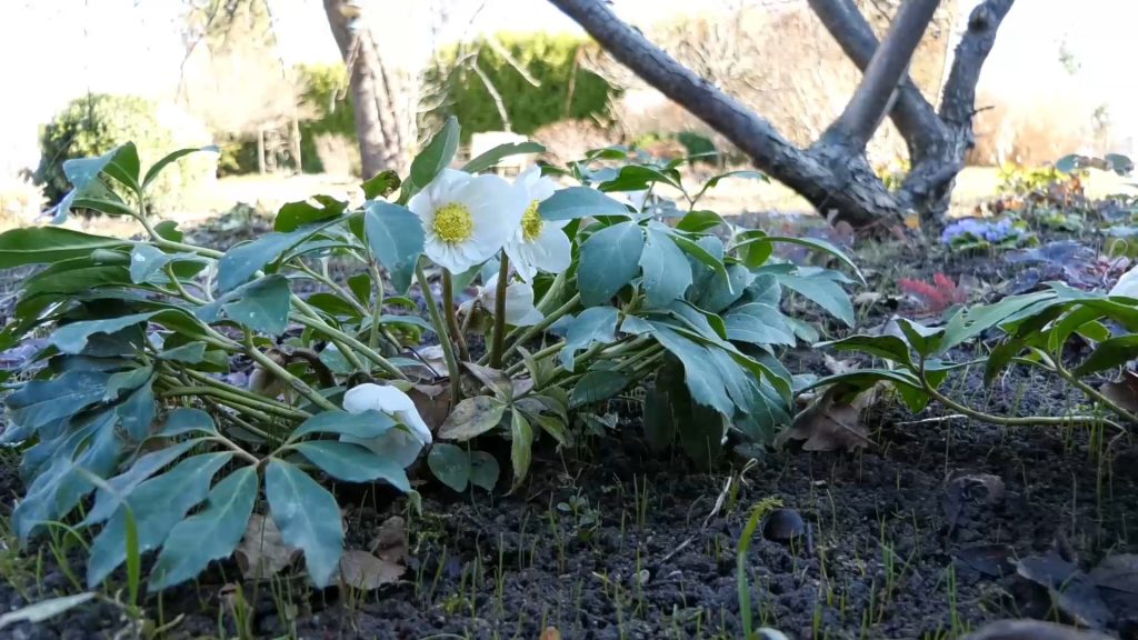 Baltas sniega rozes zied dārza dobē agrā pavasarī