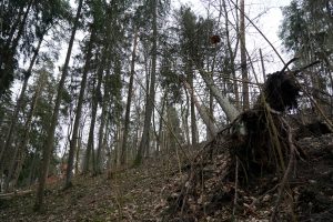 Vējā izgāzts koks mežā ar atsegtām saknēm