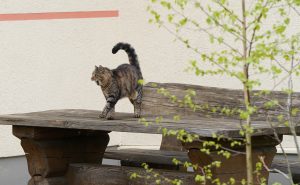 Kaķis staigā pa koka galdu pagalmā, pavasarī pie mājas.