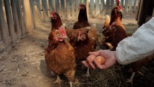 Cilvēks tur rokā svaigas olas vistu aplokā mini zoo teritorijā